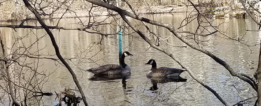 Canada Geese