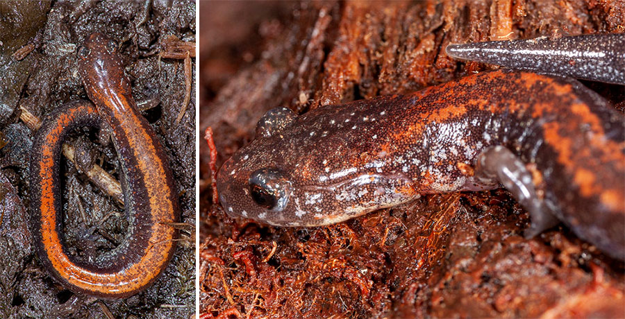 Eastern Red-backed Salamander (Plethodon cinereus)