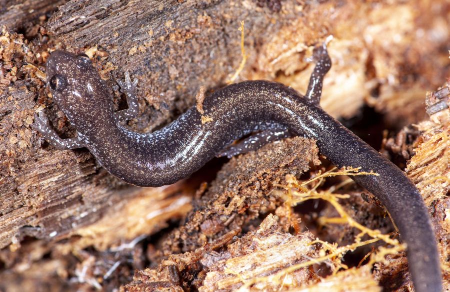 Eastern Red-backed Salamander (Plethodon cinereus) Leadback Phase