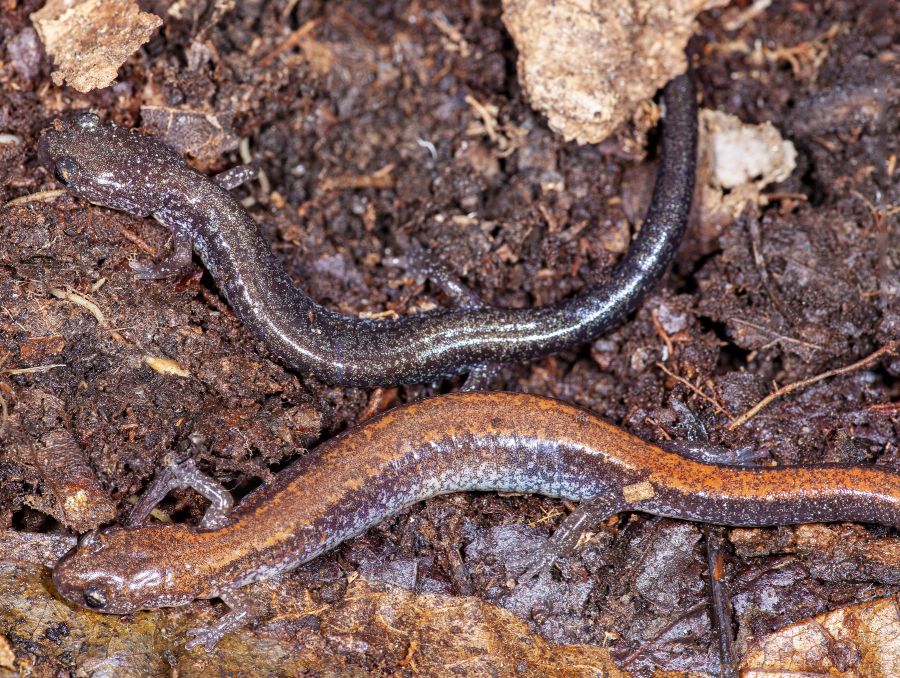 Eastern Red-backed Salamander (Plethodon cinereus) Red vs Leadback Phase