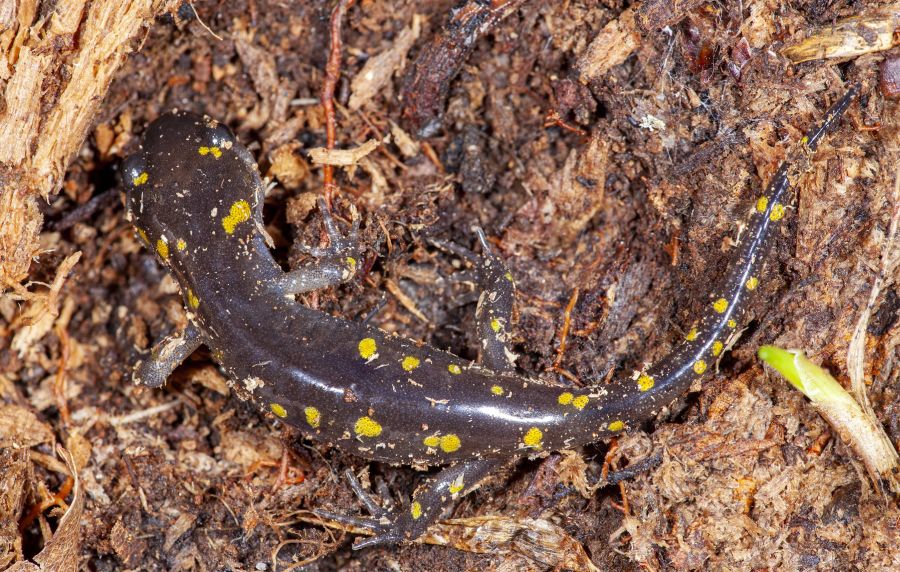 Spotted salamander (Ambystoma maculatum)