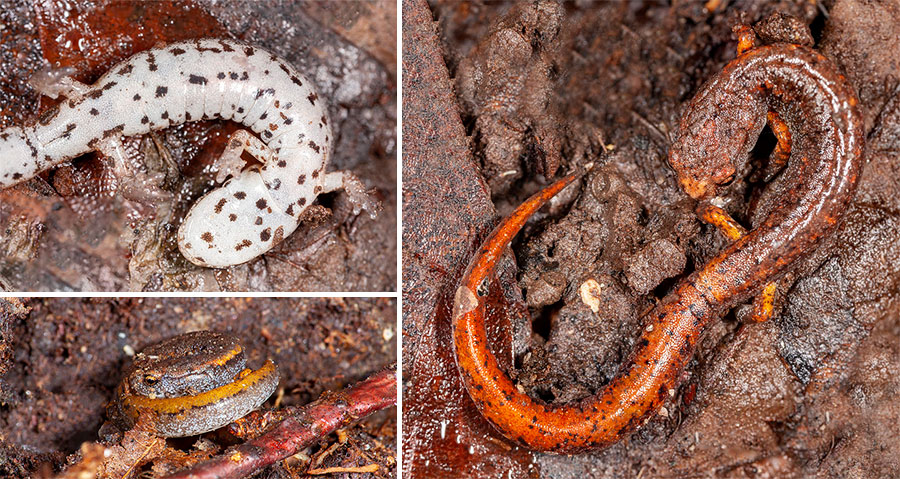 Four-toed salamander (Hemidactylium scutatum)