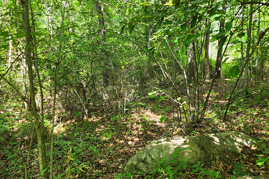 Entryway to Forest
